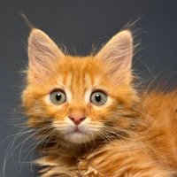 Müfit Bey (@kedimufit) Twitter profile photo