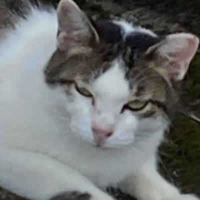 eeeomochi's profile picture. 色んなことを言う人 喋りたいこと喋るだけ DM×