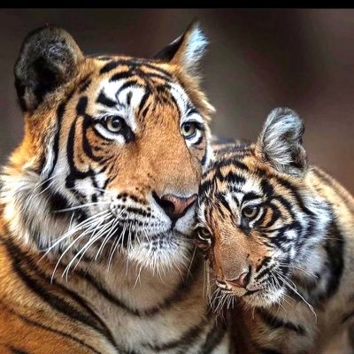 Thanade15's profile picture. 