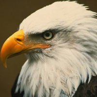 Eagle Sport (@eaglesportt) Twitter profile photo