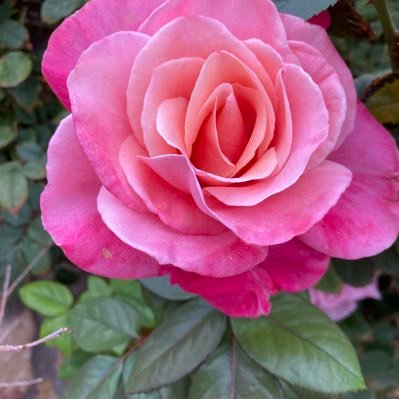 nmlascruces's profile picture. Oncology Nurse, mom, Nanny, Proud Democrat! Love Joe Biden! Trump is a pig! No lists please! NO DM’s or your blocked💙🌊 #Harris/Walz🇺🇸🦅