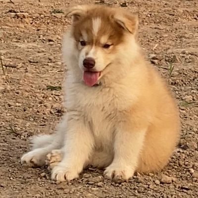 Siripor70893181's profile picture. 