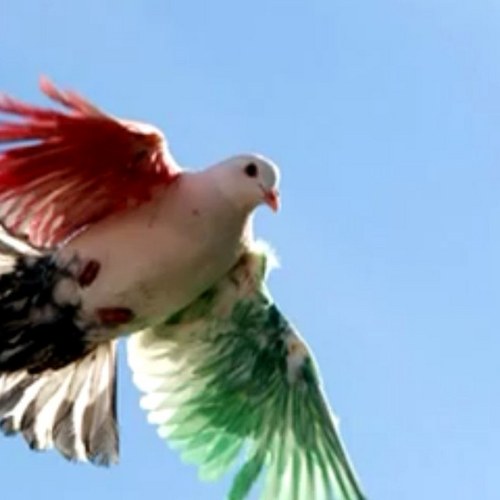 ibrahim_alhreis's profile picture. 