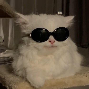 Cats apparel shop 🐈⬛🐈 @drawyourcat https://t.co/8VrvYKIv6F