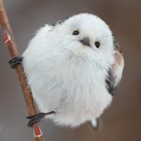 未来創造@小さな政府を願う人 (@miraisouzo2024) 's Twitter Profile
