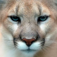 Cougar (@cougarbigcat) 's Twitter Profile