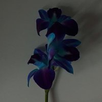 FATIMA🦋. (@ux_a4) 's Twitter Profile