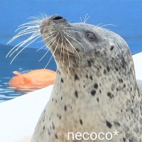 necoco* (@2014snowsnow) 's Twitter Profile Photo necoco* (@2014snowsnow) 's Twitter Profile Photo