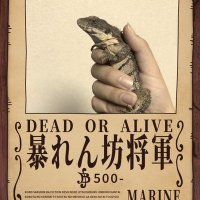 ケロ丸 (@keromarurururu) 's Twitter Profile