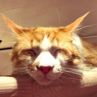 ウサギにゲームにV系、メタル曲好きの女20↑。 マリモ飼育23.11.28〜 猫舌と迷子属性付与。PS5鳴潮どハマり中.ゴマ&ネロミェール好き虫エネミー絶ユル!他フロム.CoD.カプコン.FFetc 元バンギャのマドモアゼル会員。腐れ注意。