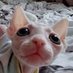 Nini Kitty (@nikalakitty) Twitter profile photo Nini Kitty (@nikalakitty) Twitter profile photo