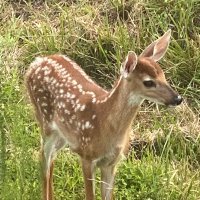 CountryLady (@kikibird_47) Twitter profile photo