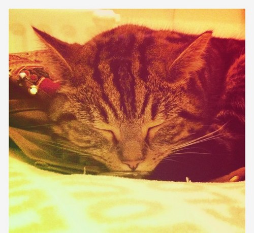 missdaisycat's profile picture. 