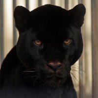 Tahir Ünal (@tahirunl) 's Twitter Profile