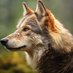 Kapilaḥ Vṛkaḥ (@brown_wolf97) Twitter profile photo Kapilaḥ Vṛkaḥ (@brown_wolf97) Twitter profile photo