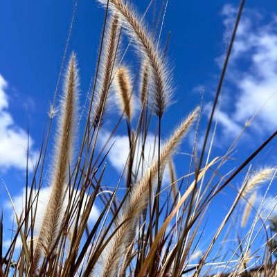 mother_plant00's profile picture. 