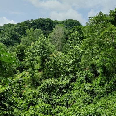 SajibHowladerx's profile picture. 