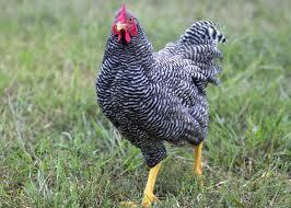 cheapchick's profile picture. Senior writer at Social5/Former business writer for The Salt Lake Tribune. Crazy about coupons and chickens.