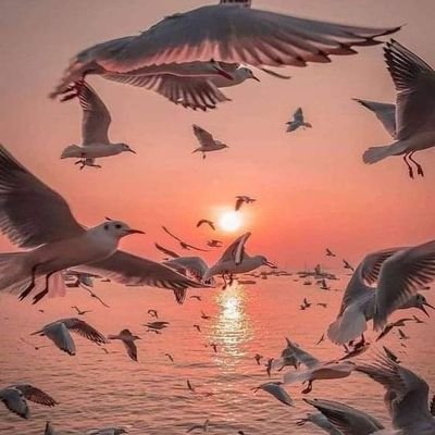 3zamFaredsame71's profile picture. 