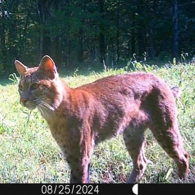 SuburbLegend79's profile picture. Passionate KState Wildcat and KC Sports fan. Go Royals, Go Chiefs and Go Sporting, not Woke