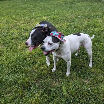 CodePrometheus's profile picture. I randomly do polls on my thoughts about the St. Louis Blues sometimes, not often, practically never.
#stlblues