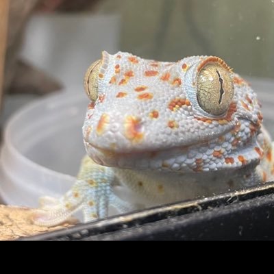 🌬ゆきのこ🦎🐈‍⬛🕷️🐸さんのプロフィール画像