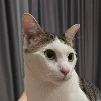 N (@petrichorardor) 's Twitter Profile