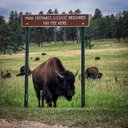 Cheryl York - @cheryl_yor47158 - Twitter