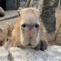 カピバラの僕(しもべ) (@servantcapybara) Twitter profile photo