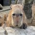 カピバラの僕(しもべ) (@servantcapybara) Twitter profile photo カピバラの僕(しもべ) (@servantcapybara) Twitter profile photo