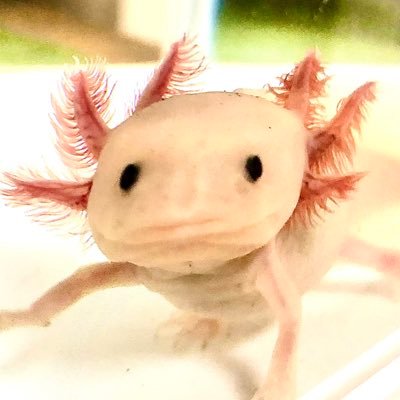 ごはんに合うさんのプロフィール画像