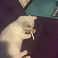 FreezingPussy™️⚡ (@pepekbeku) 's Twitter Profile