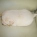 猫 (@t34rdr0pz) Twitter profile photo 猫 (@t34rdr0pz) Twitter profile photo
