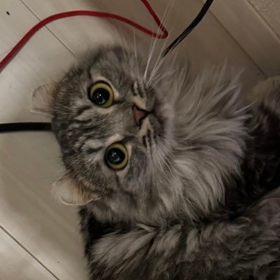 NЕKОさんのプロフィール画像