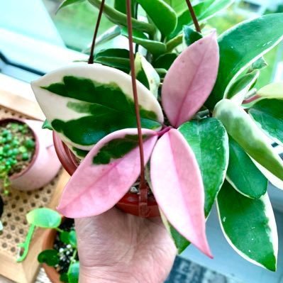 Jasparina7's profile picture. Time does not heal the wound, it teaches you to live with it~~ On twitter since 2009 | fresh start | fan account #dopeoldpeople