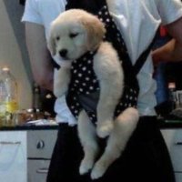 おぶられいぬ🐕 (@miniol5) 's Twitter Profile