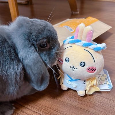 まな👩🏻とごま🐰/日常多めの雑多アカ🐰🏠/返信マイペース🙇🏻♀️/RP多め🙇🏻♀️/お別れは🧱でお願いします🙇🏻♀️