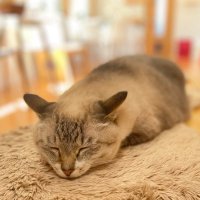 福ねこ公式サブアカ (@29neko_partt) 's Twitter Profile