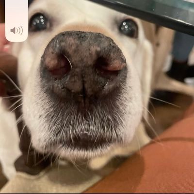 MBoss15055's profile picture. @ChelseaFC fan fashion designer