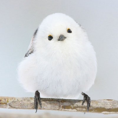 XQ2S6SM188XoUZ4's profile picture. 小田さん大好き❤オフコースのさよならからのファン♥️藤井風🍃は優しさに衝撃を受けそのまま沼へ❤️ベルばら♥️米津さん❤️King Gnu❤️大好き❤それ以外からのフォローはお断りさせていただきます🙇‍♂️