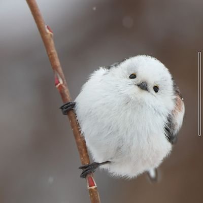 IQPmxcPf9U66291's profile picture. ホロ箱推し/最推しアキ・ローゼンタールさん🍎白亜紀/エンジェルヘブン/アップレア良き👌