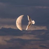 Fulcrum (@livbets) 's Twitter Profile Photo