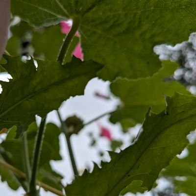 Cakay0's profile picture. エスノメソドロジーに関心があります。
前のアカウントにログインできなくなり、作り直しました。