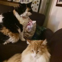 Shelby & Freda &Clinty 🌈 (@craigsrex) 's Twitter Profile