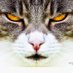 Appelons un 🐱 un 🐱 (@philiprober6913) Twitter profile photo Appelons un 🐱 un 🐱 (@philiprober6913) Twitter profile photo