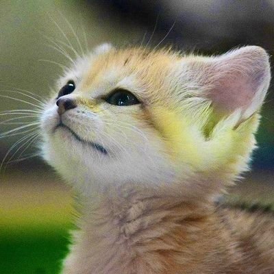 kento0825fuma's profile picture. 2012年にケンティーに出会ったあの日から、ずっと変わらない熱量のまま、今も全力で応援中💙

※ケンティー💙とGEMN💎以外に、2025年夏、JOJOのブチャラティという推しが増えました…