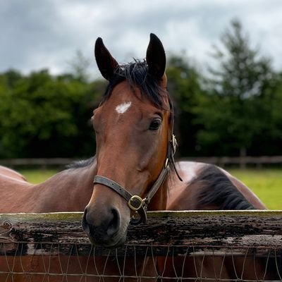 MW_Bloodstock's profile picture. 