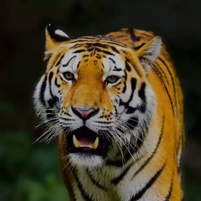 Mallika42776321's profile picture. 