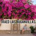 TRAED LAS BUGANVILLAS (@traebuganvillas) Twitter profile photo TRAED LAS BUGANVILLAS (@traebuganvillas) Twitter profile photo