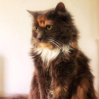 CaptnCognito's profile picture. I don’t know how to swim.